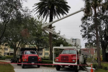 tree surgeons colchester