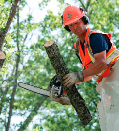 tree surgeons essex