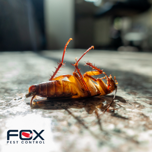 pest control essex