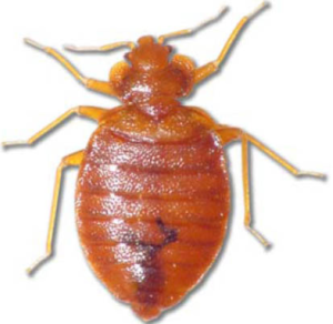 pest control essex